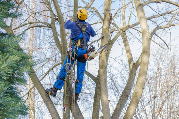 Professional Tree Removal in Ramapo College Of New Jersey, NJ